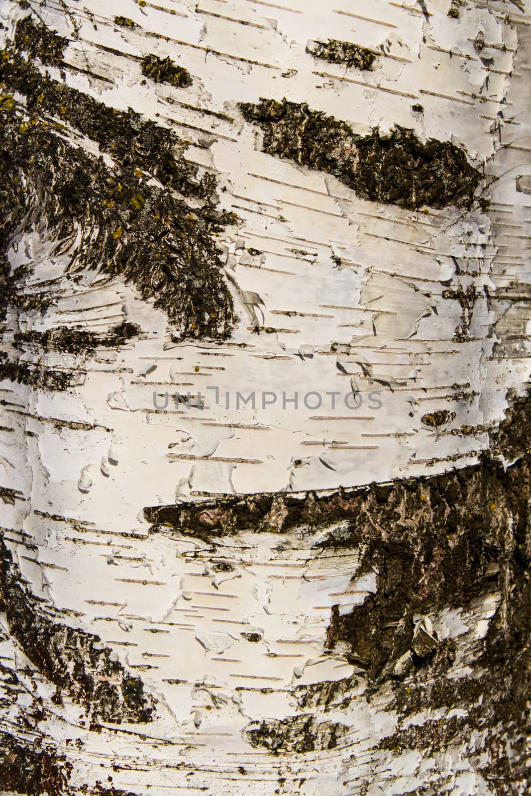 Birchbark texture background by taras_chernenko