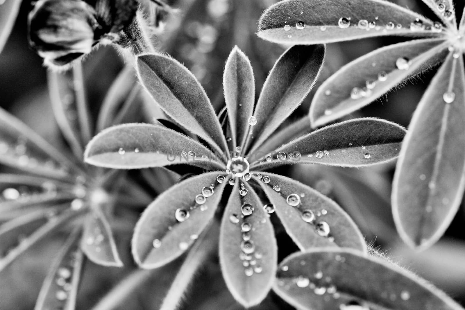 Lupine leafs with raindrops