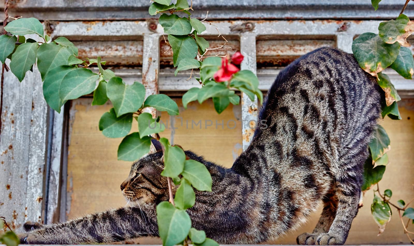 Stretching cat outside with a green plant