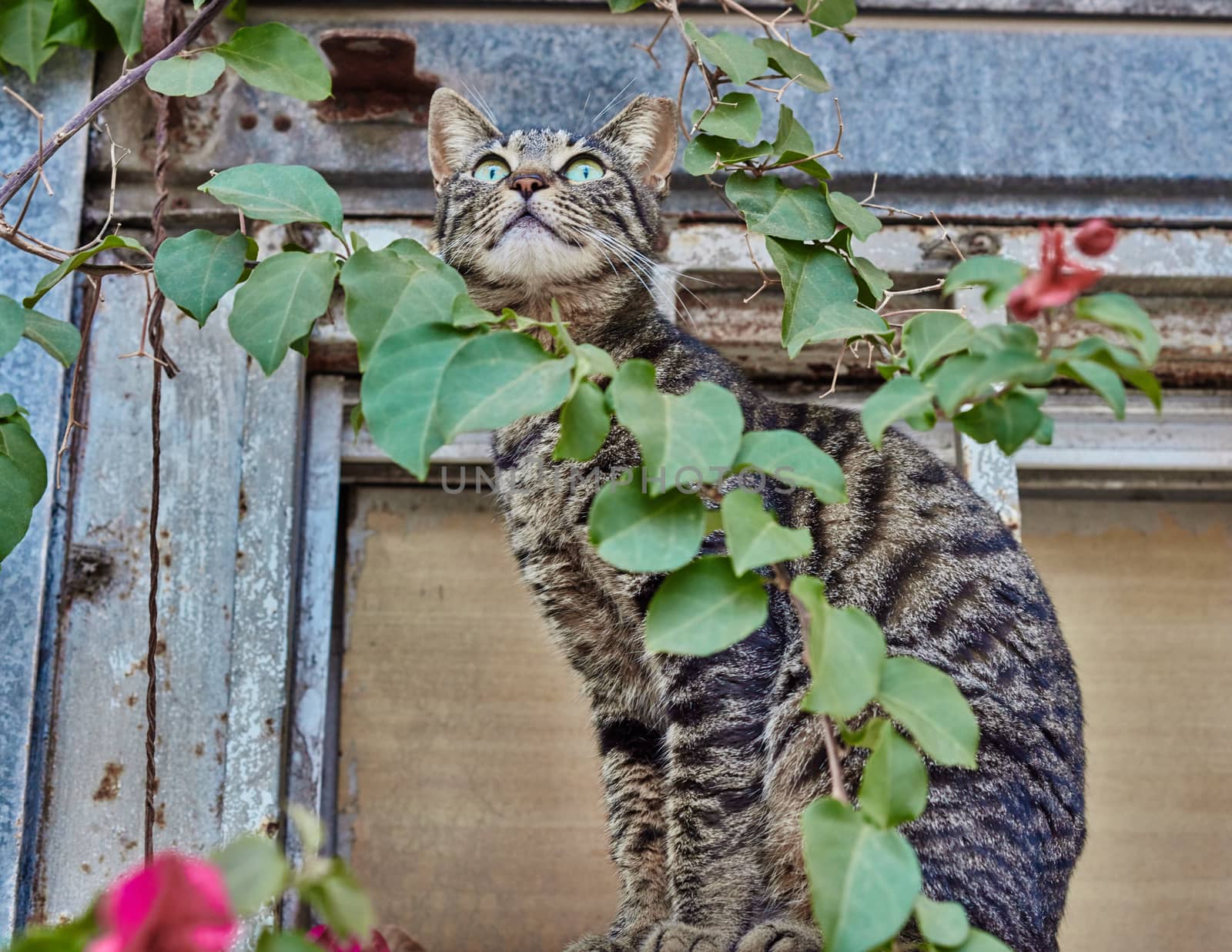 Stretching cat outside with a green plant