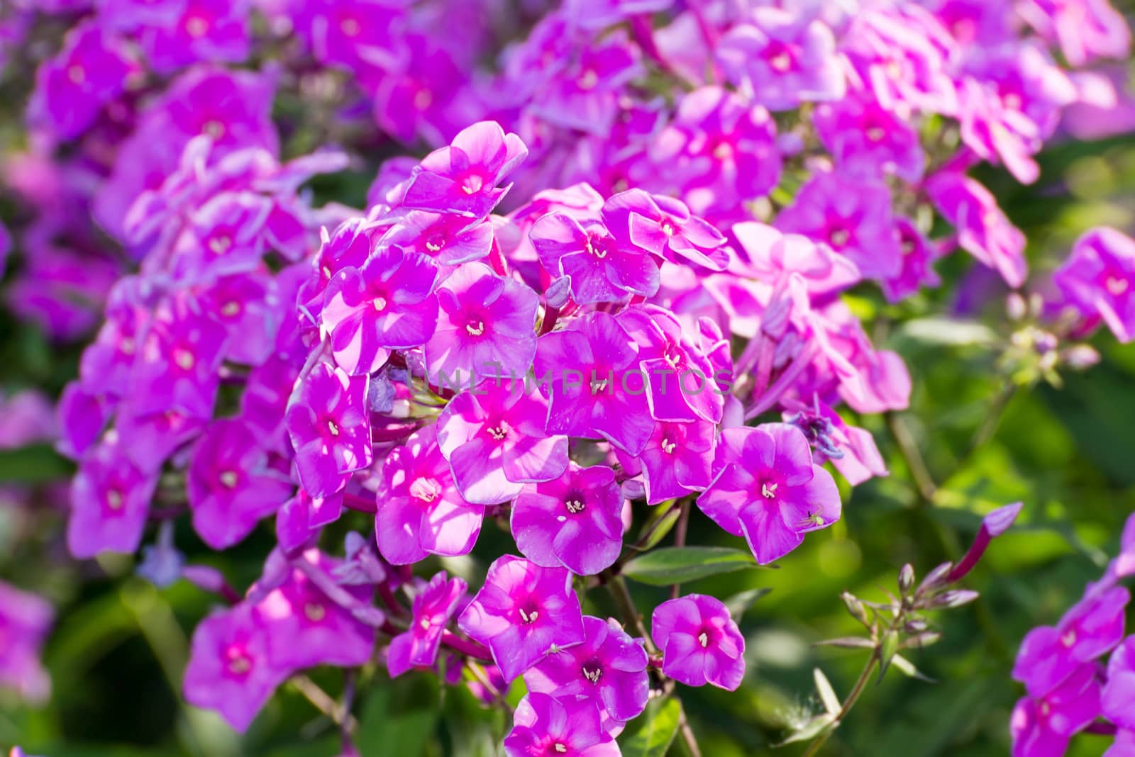 Pink Phlox flower - genus of flowering herbaceous plants with beautiful bokeh, selective focus