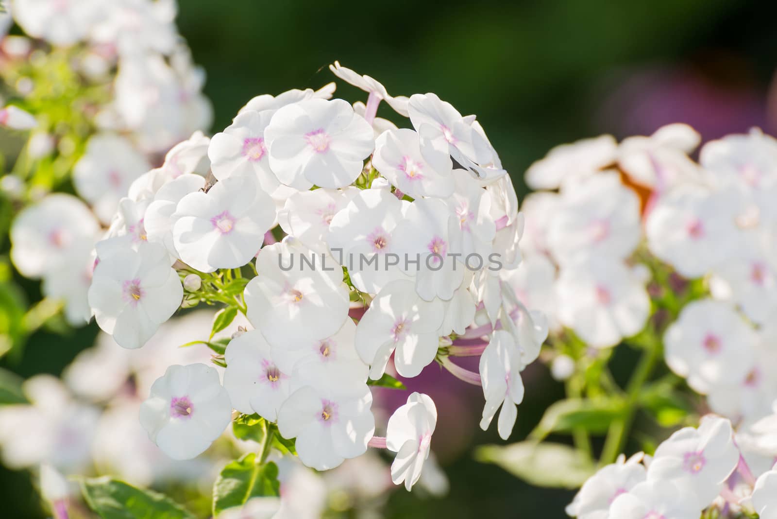 white Phlox flower - genus of a flowering herbaceous plants