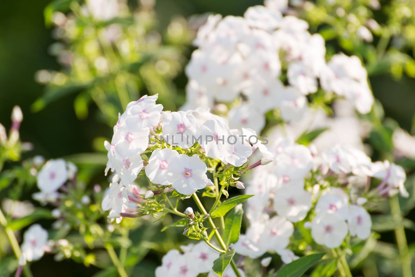 white Phlox flower - genus of flowering herbaceous plants by olgavolodina