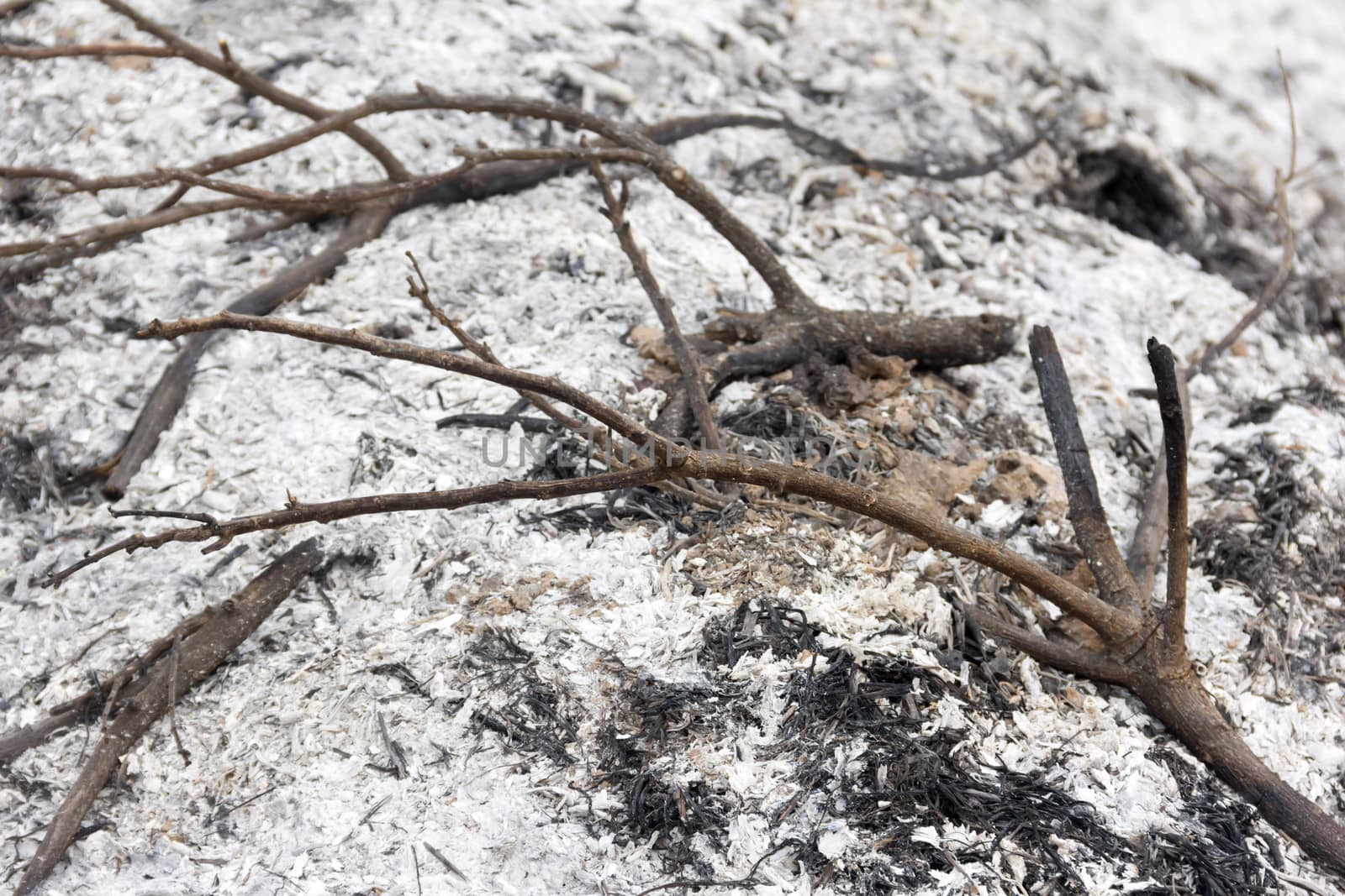 Plant ash on the field after the fire burned.