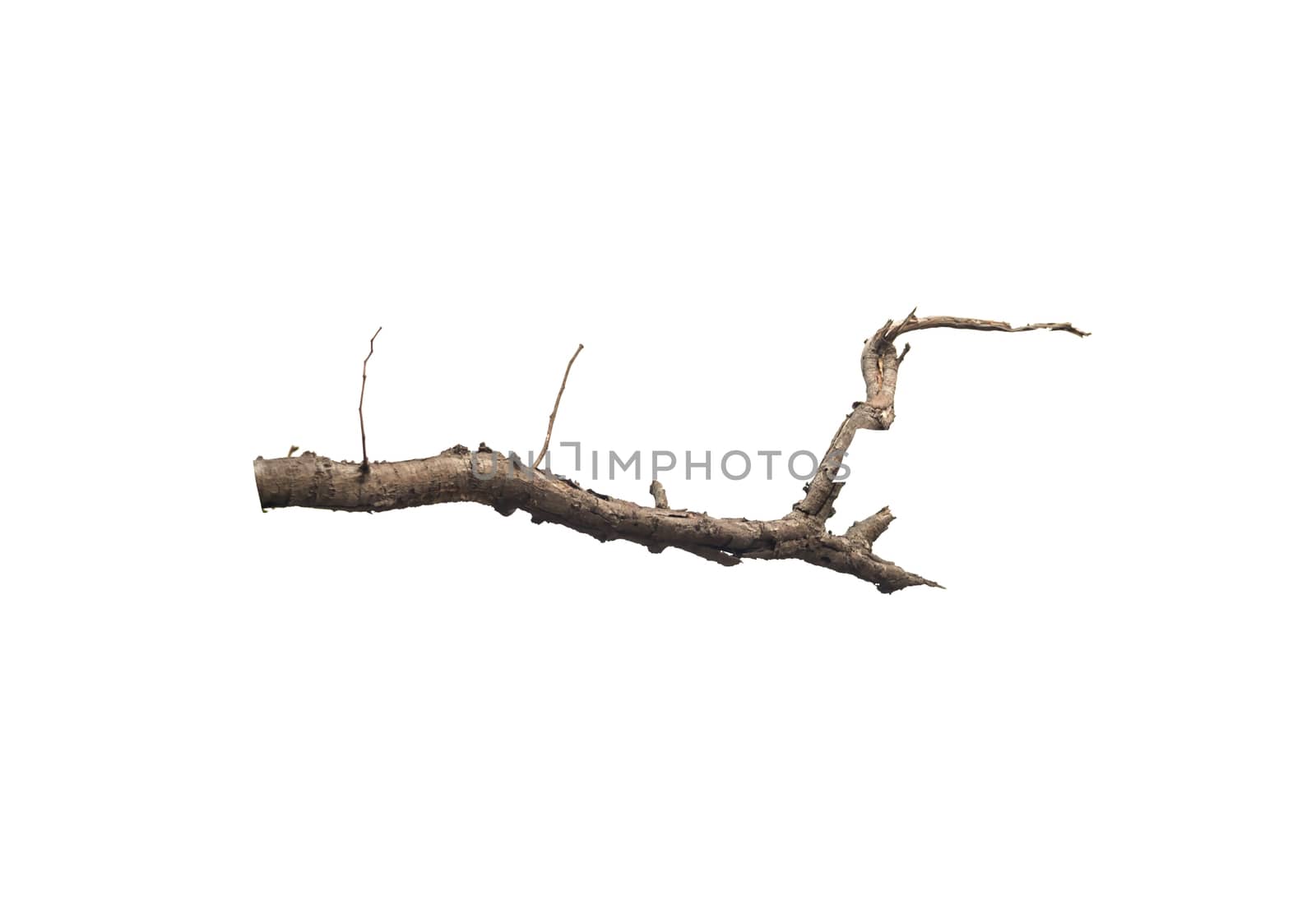 Close up dried branch isolated on white background
