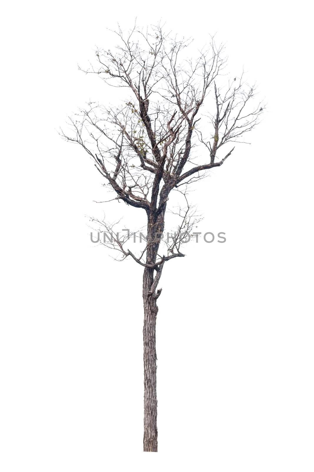 Dead hollow  tree isolated on white background