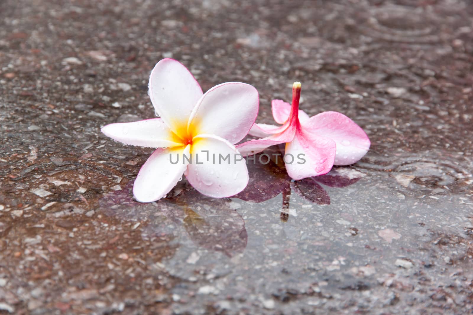 Plumeria or the plumeria tree frangipani tropical flowers on a wet area. white and pink color.