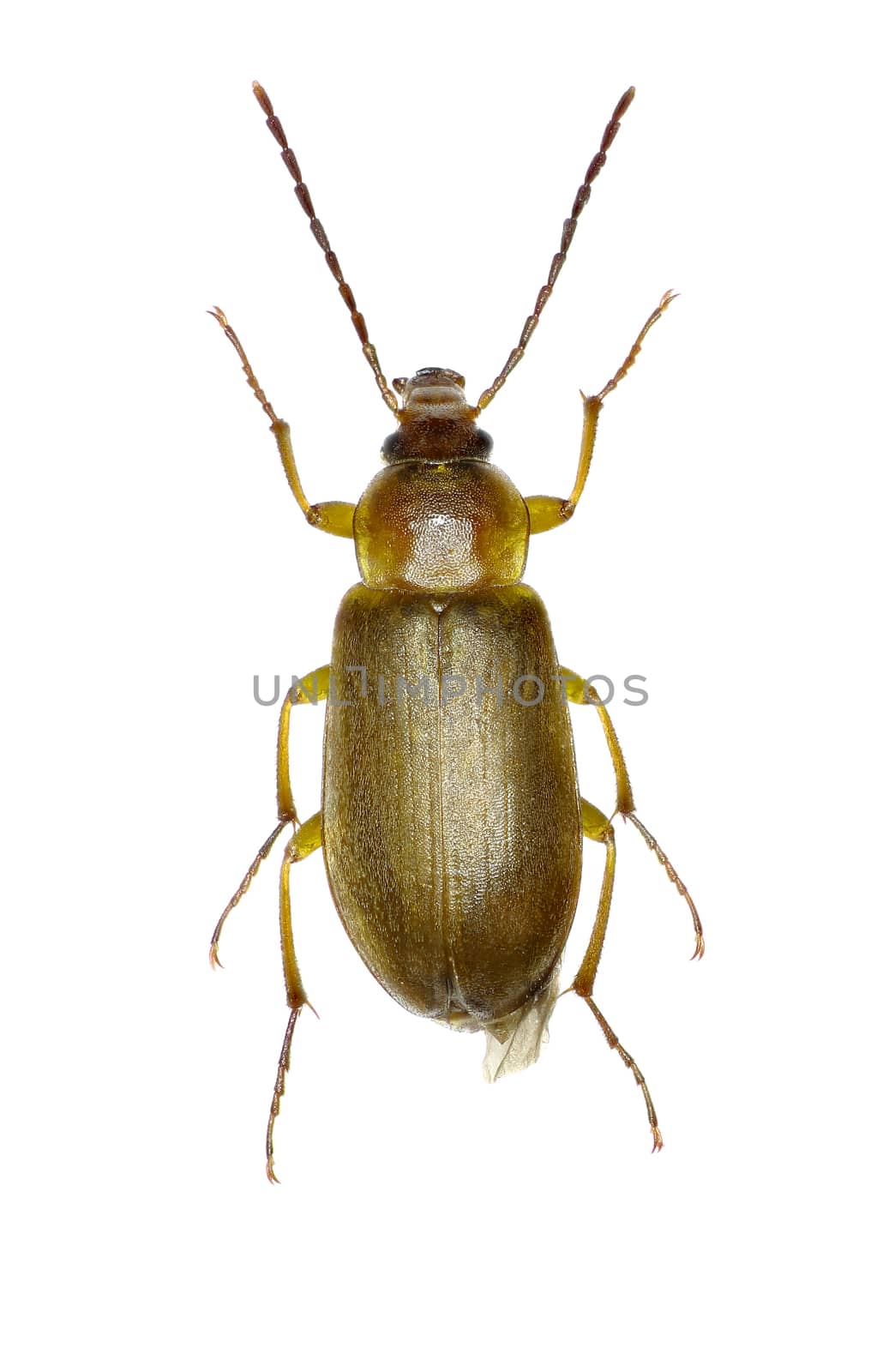 Sulphur Beetle on white Background  -  Cteniopus sulphureus (Linnaeus, 1758) by gstalker