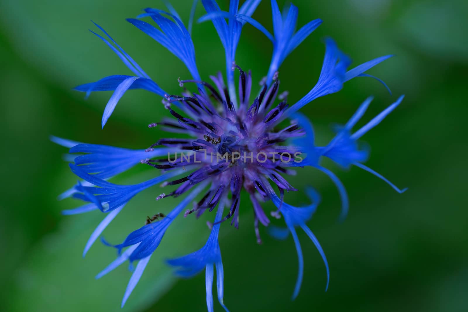 Beautiful blue flower close up