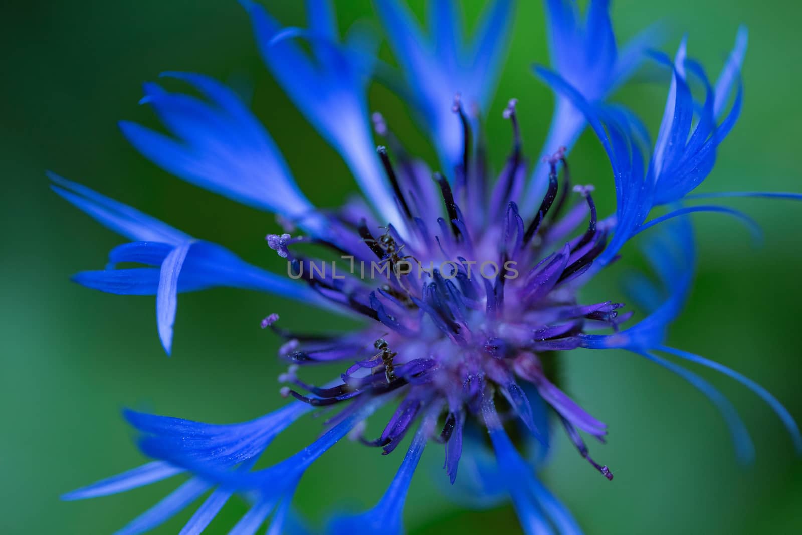 Beautiful blue flower close up