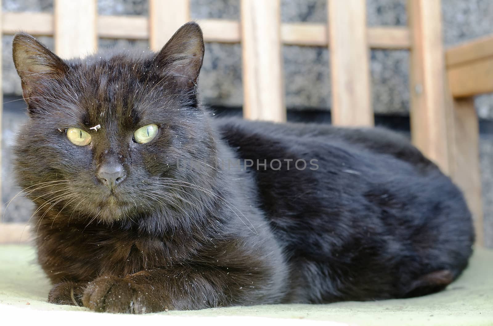 Black homeless cat with green eyes