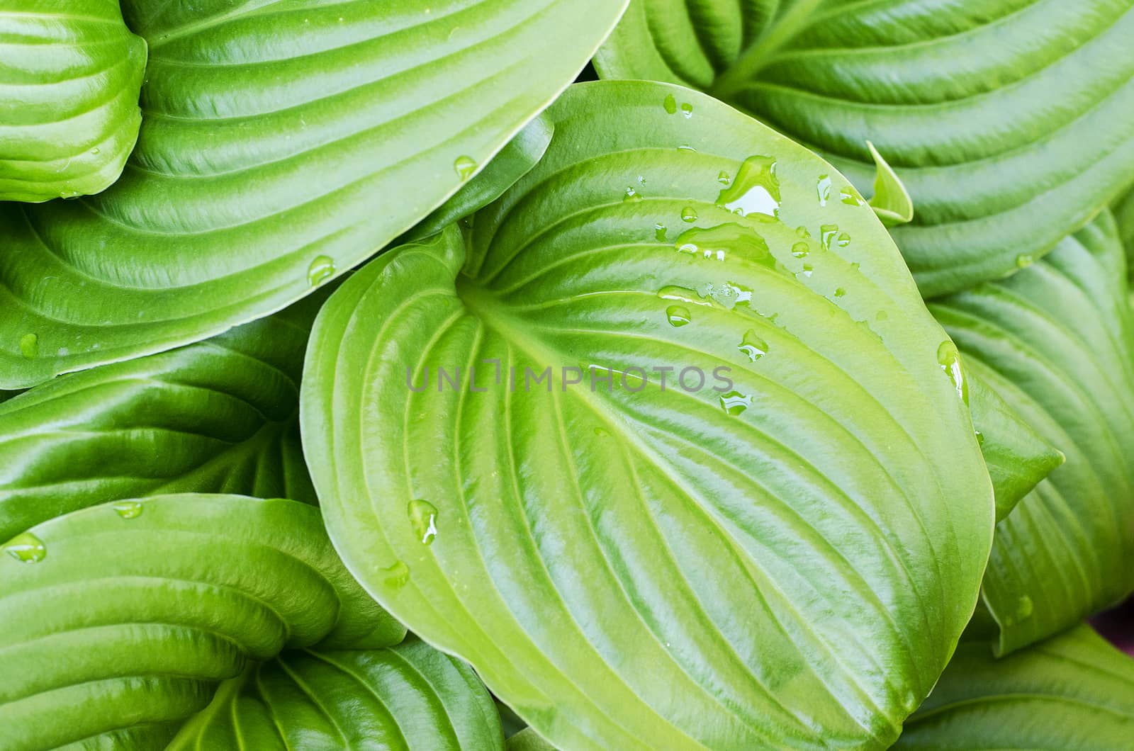 Water drops of hosta leaf by eenevski