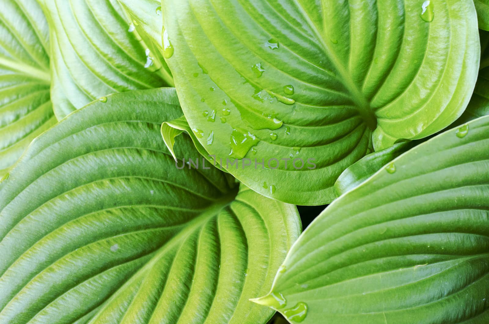 Water drops of hosta leaf