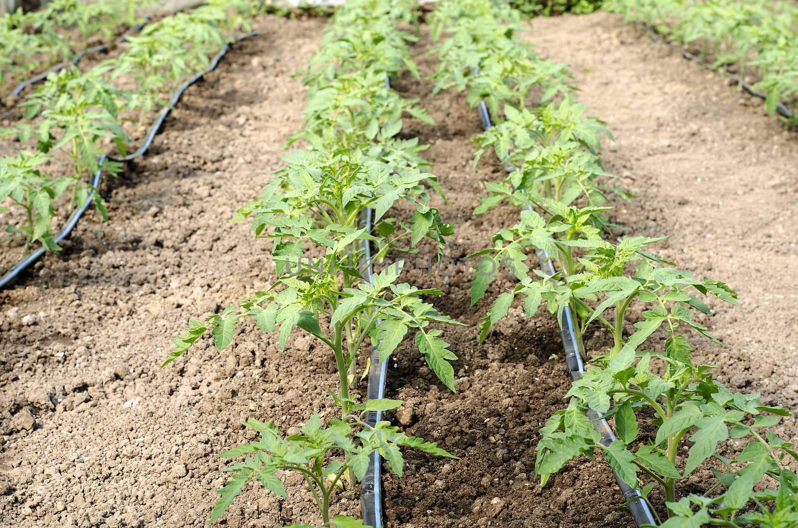 Newly planted tomato shoots in greenhouse