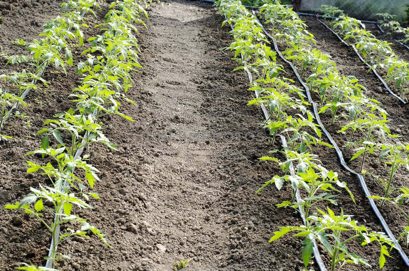 Newly planted tomato shoots in greenhouse by eenevski