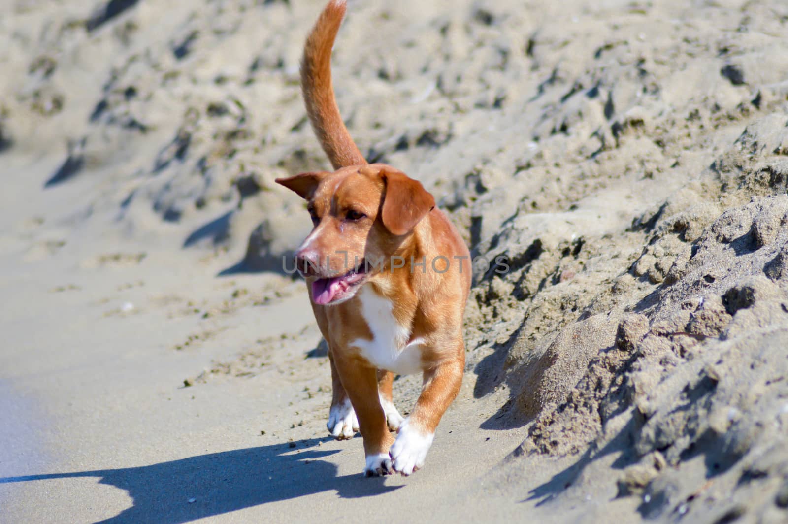 Red-tailed dog who trots in front of the waves of the ocean on the island of Crete