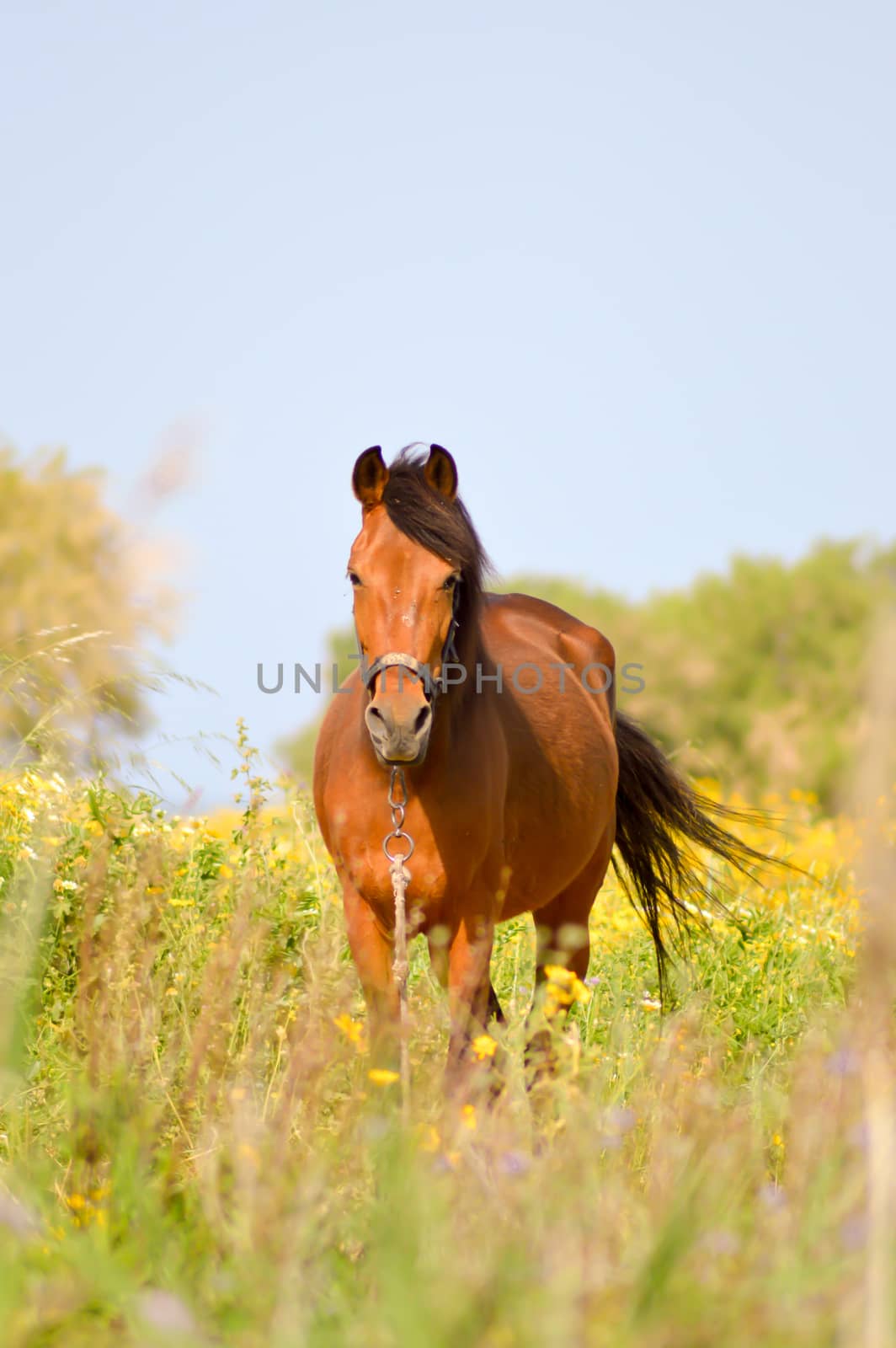 Brown horse in a meadow filled with daisies on the island of Crete