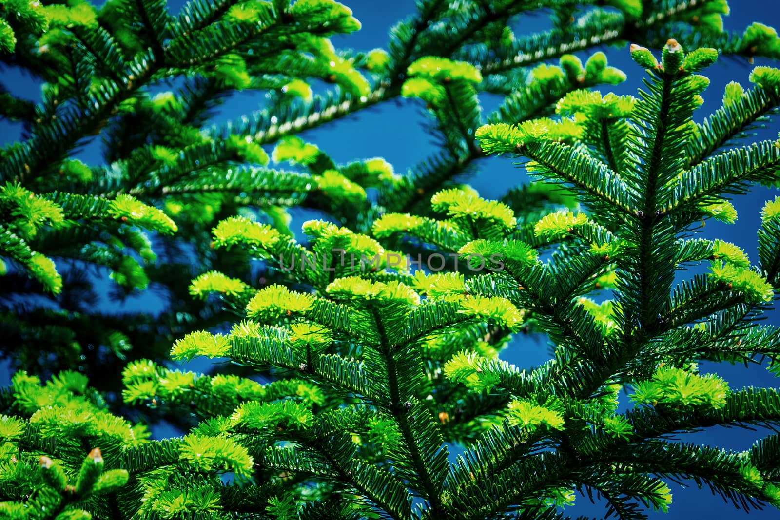 Low angle view of a colorful conifer