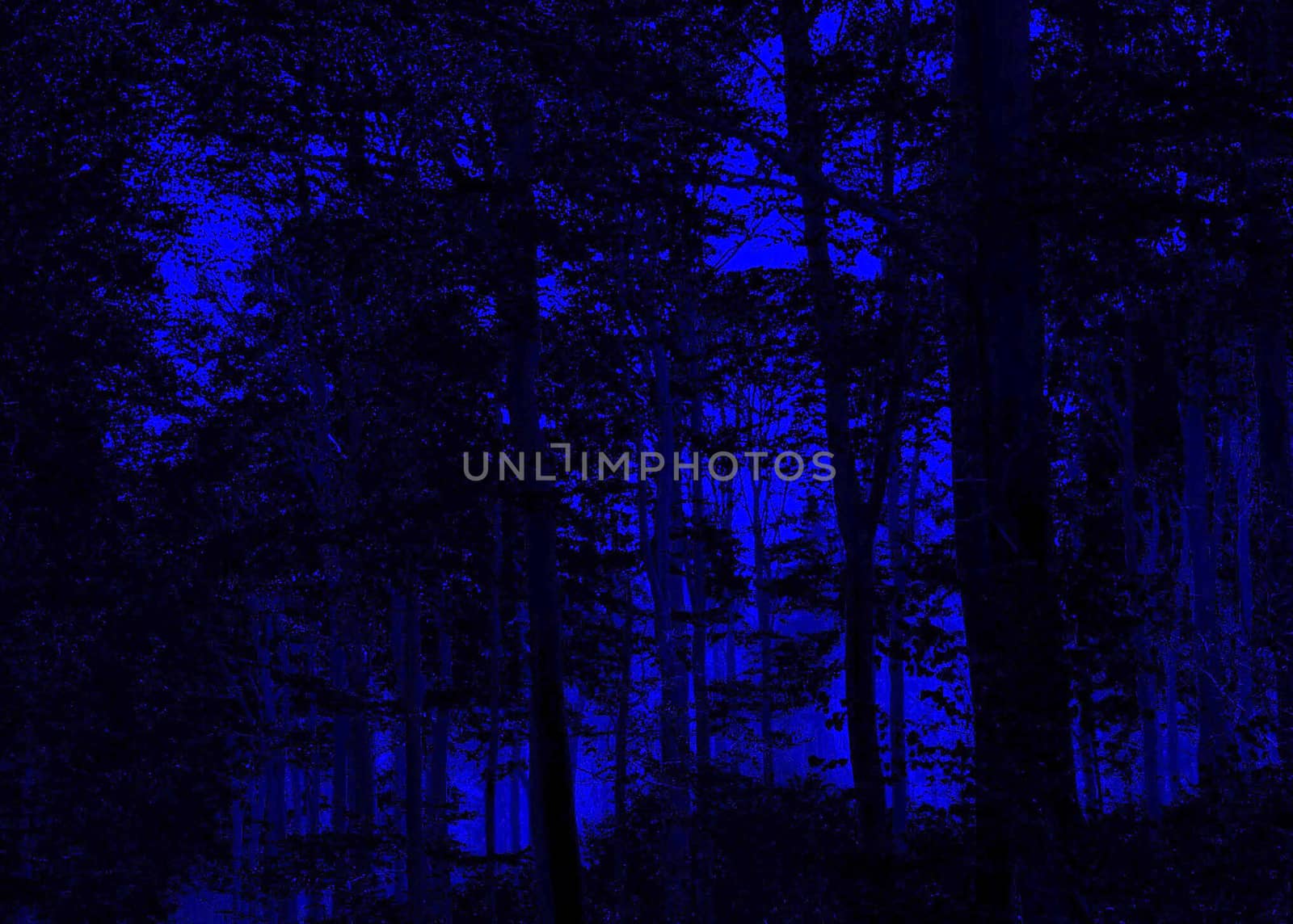 Night viewed blue colored forest