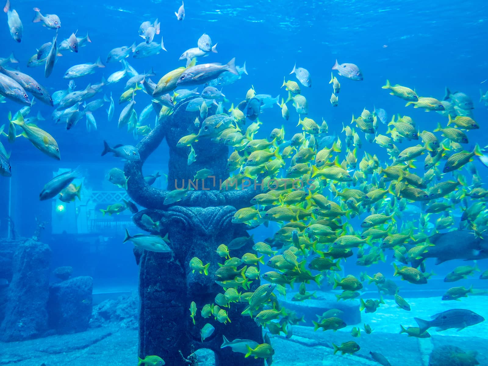 A lot of fish in a group in an aquarium