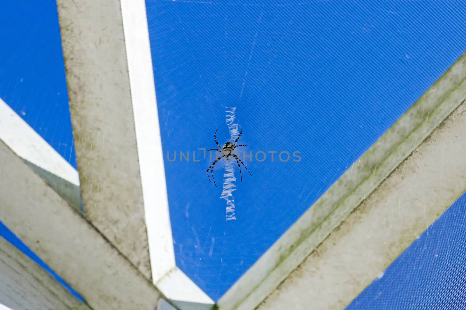 A Black and Yellow Argiope Spider on a web