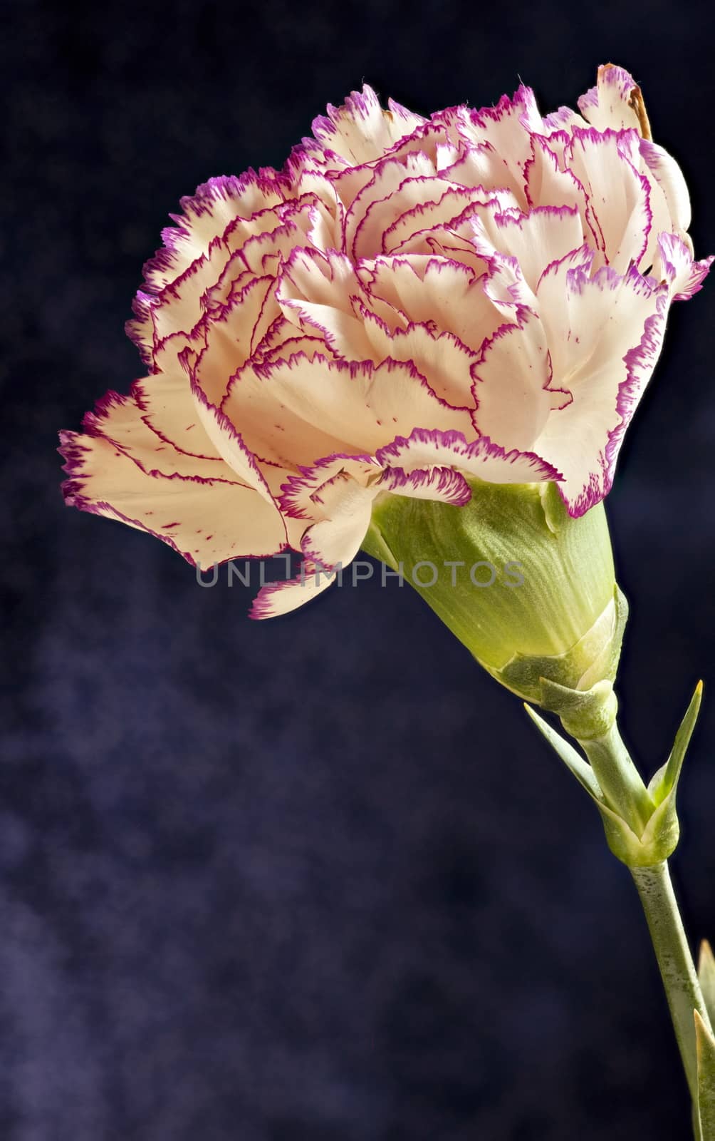 Single white purple Terry carnation flower by mrivserg