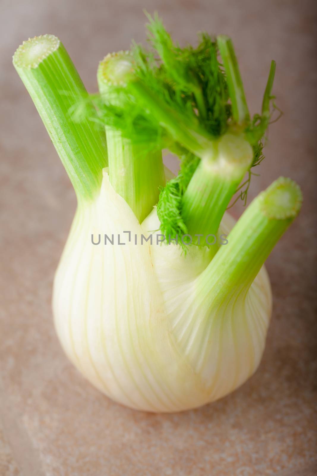 A fresh green Fennel on a wooden surface.