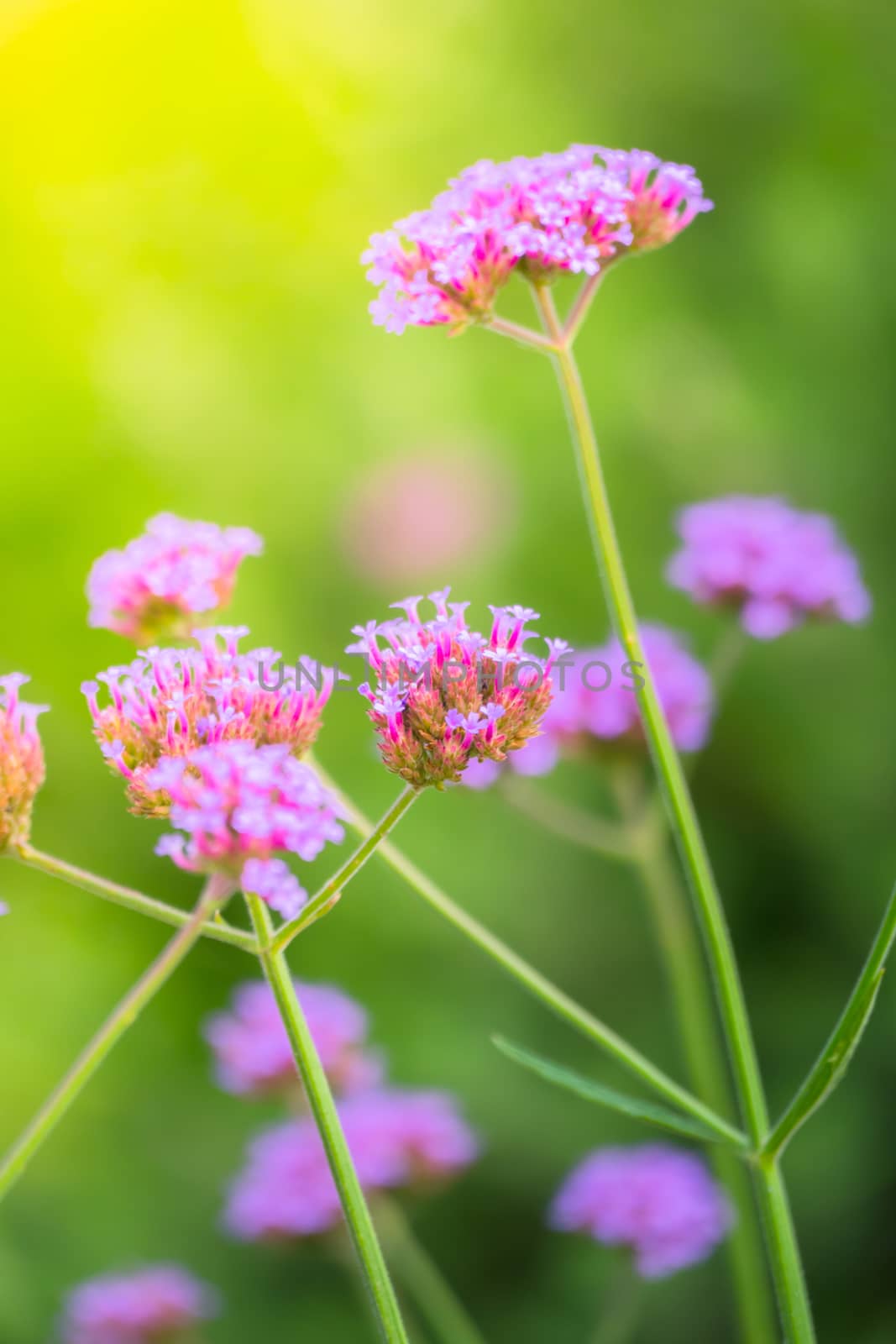 The background image of the colorful flowers by teerawit