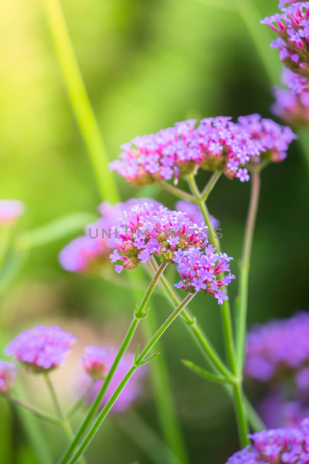 The background image of the colorful flowers by teerawit