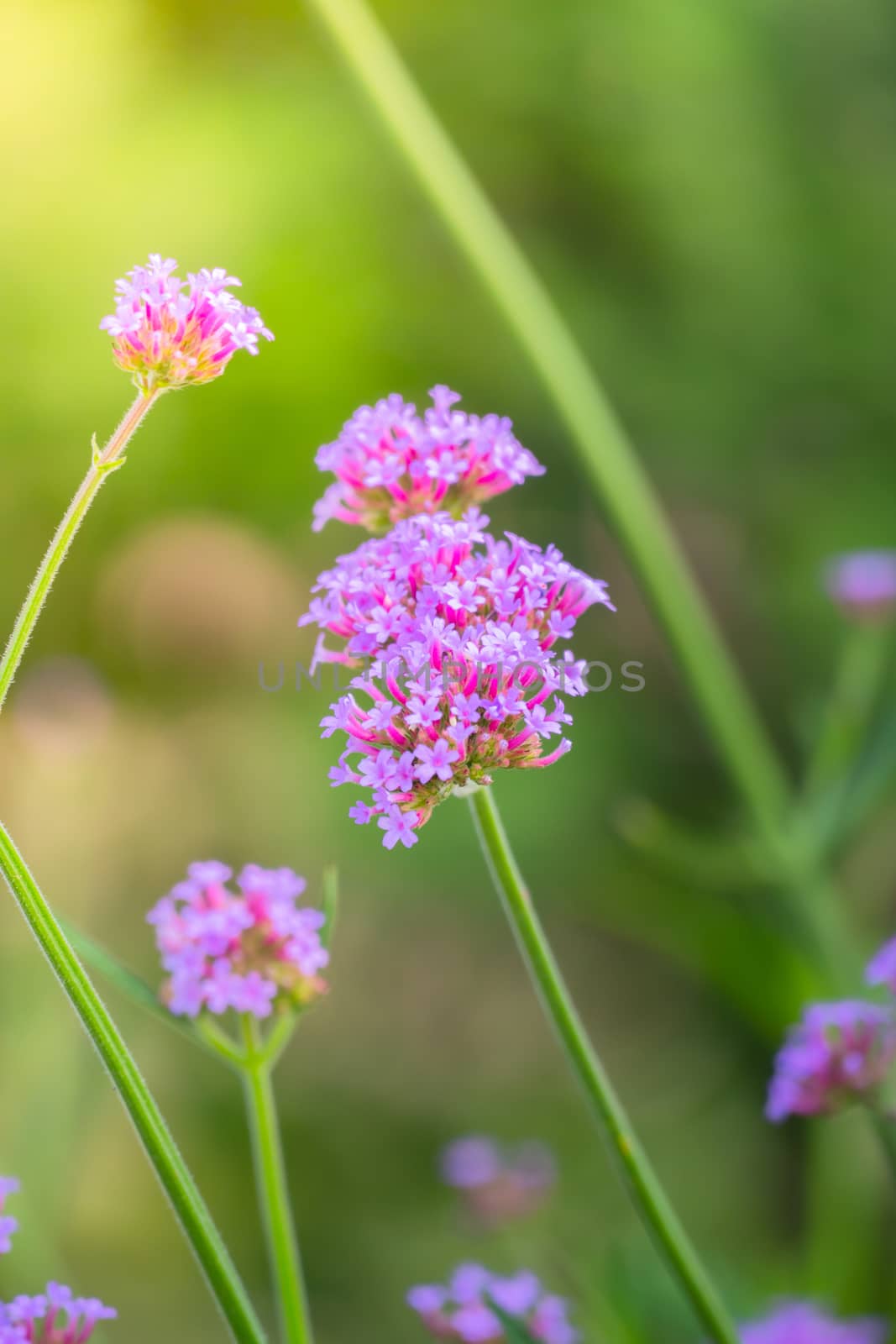 The background image of the colorful flowers by teerawit