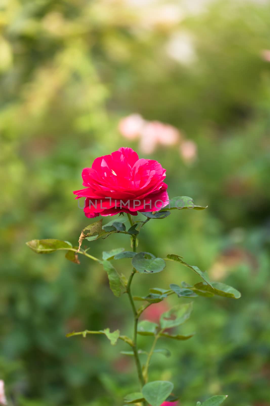 The background image of the colorful flowers by teerawit