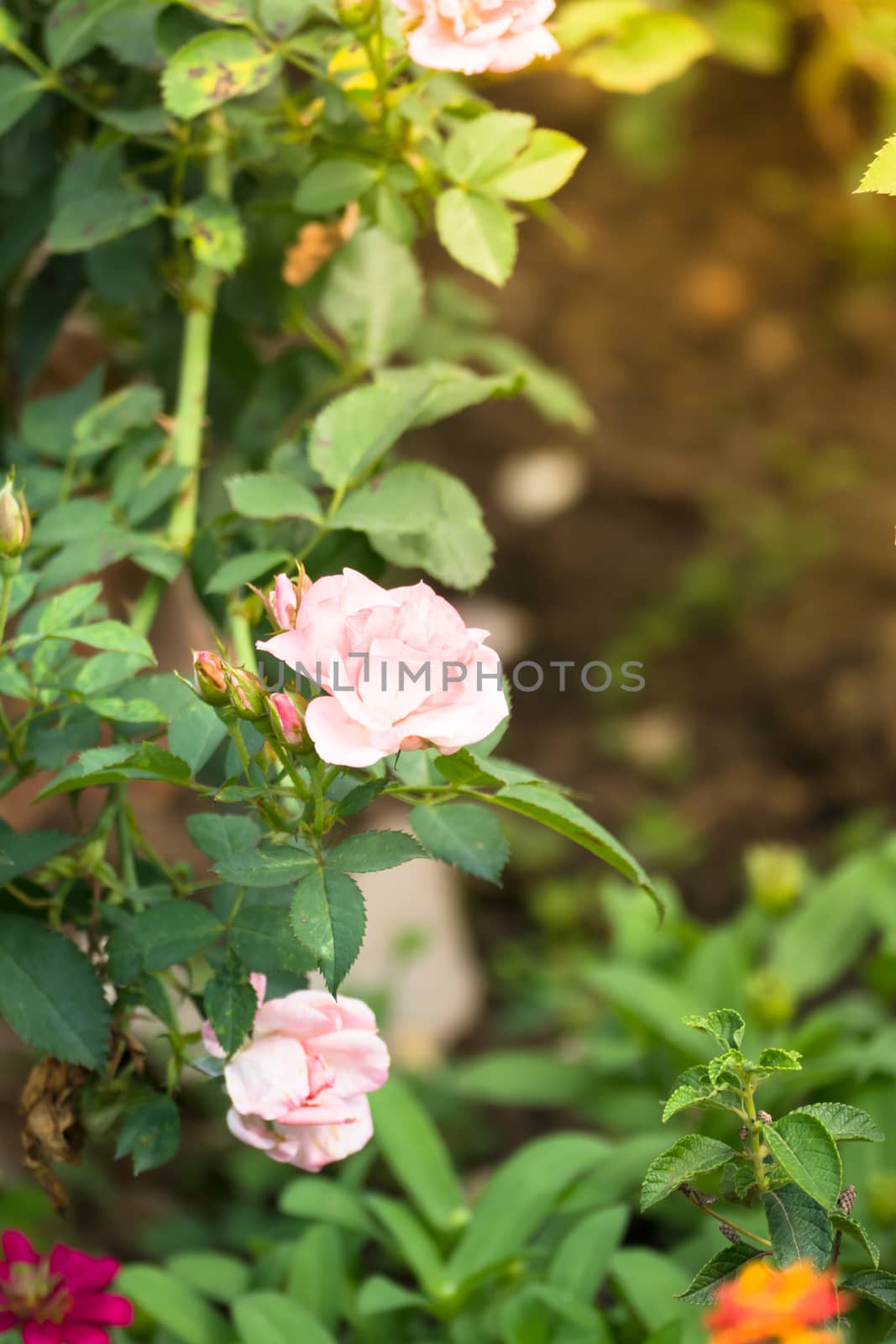 The background image of the colorful flowers by teerawit