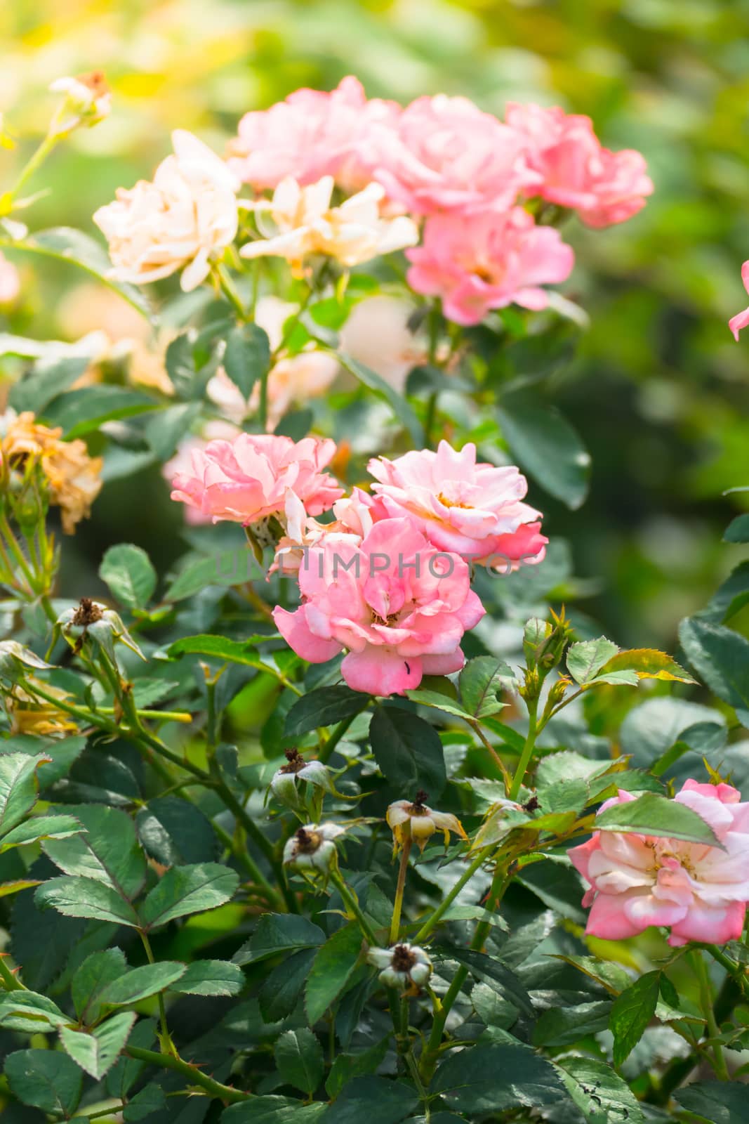 The background image of the colorful flowers, background nature