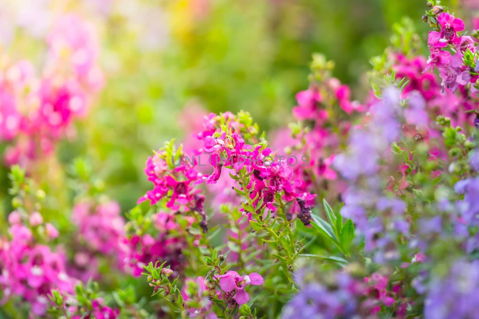 The background image of the colorful flowers, background nature