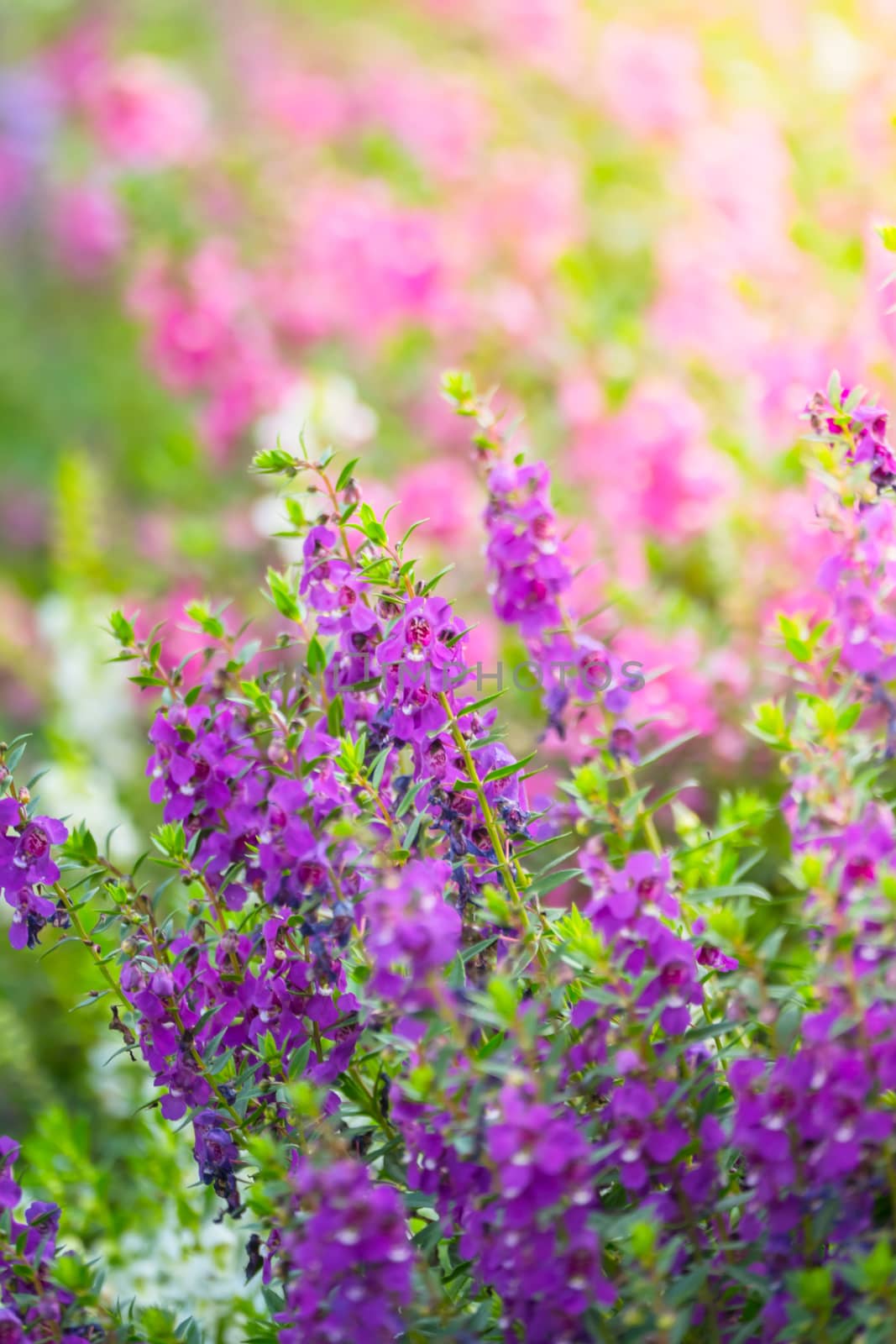 The background image of the colorful flowers, background nature