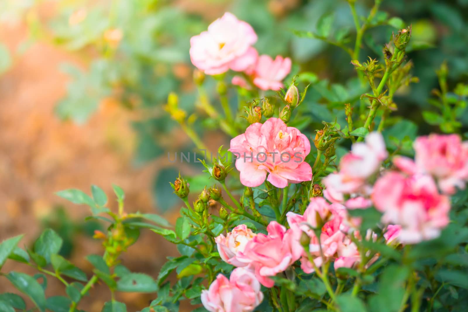 The background image of the colorful flowers, background nature