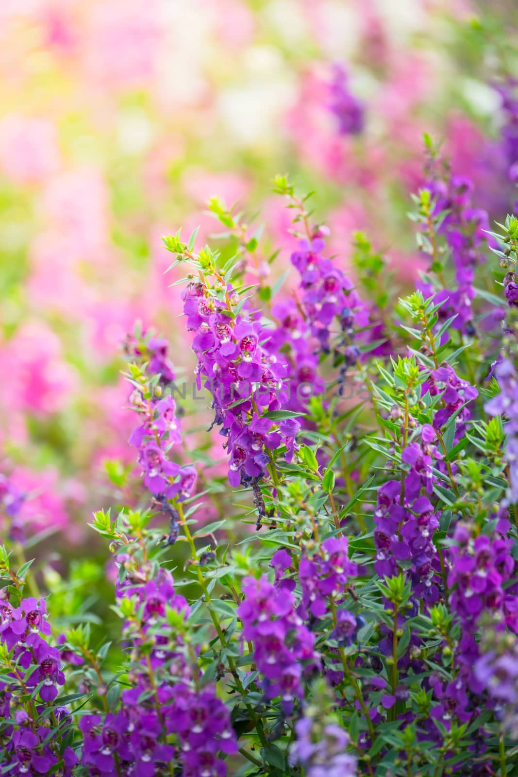 The background image of the colorful flowers by teerawit