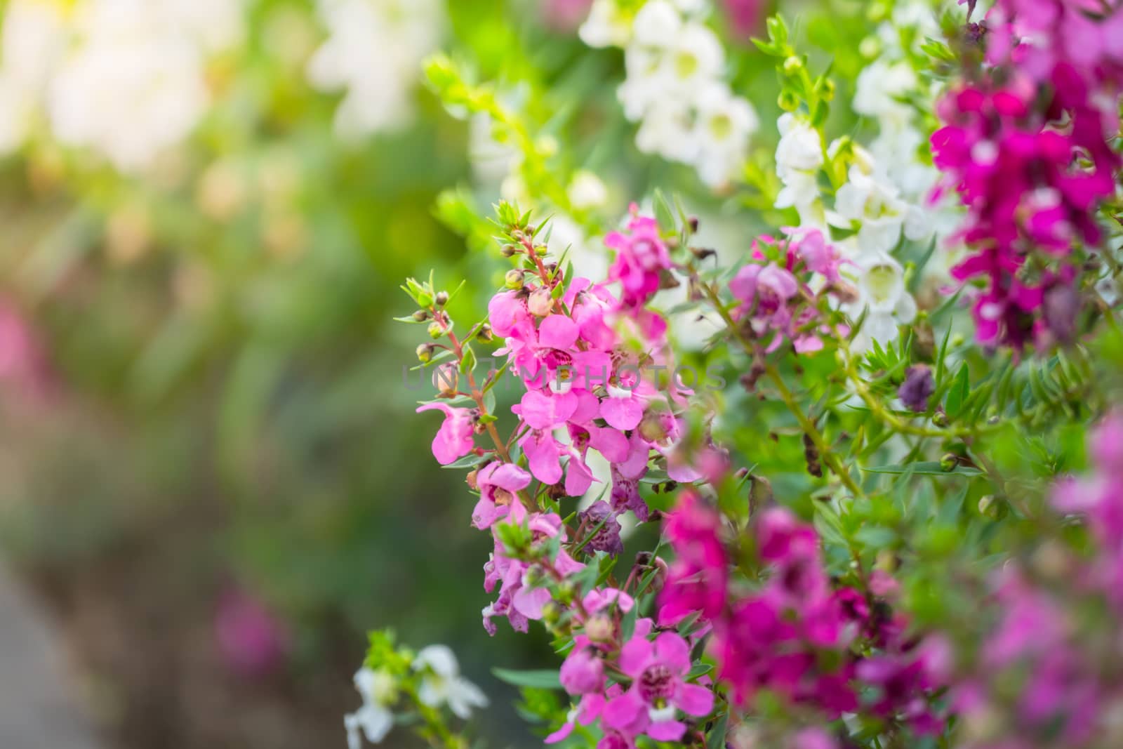 The background image of the colorful flowers, background nature