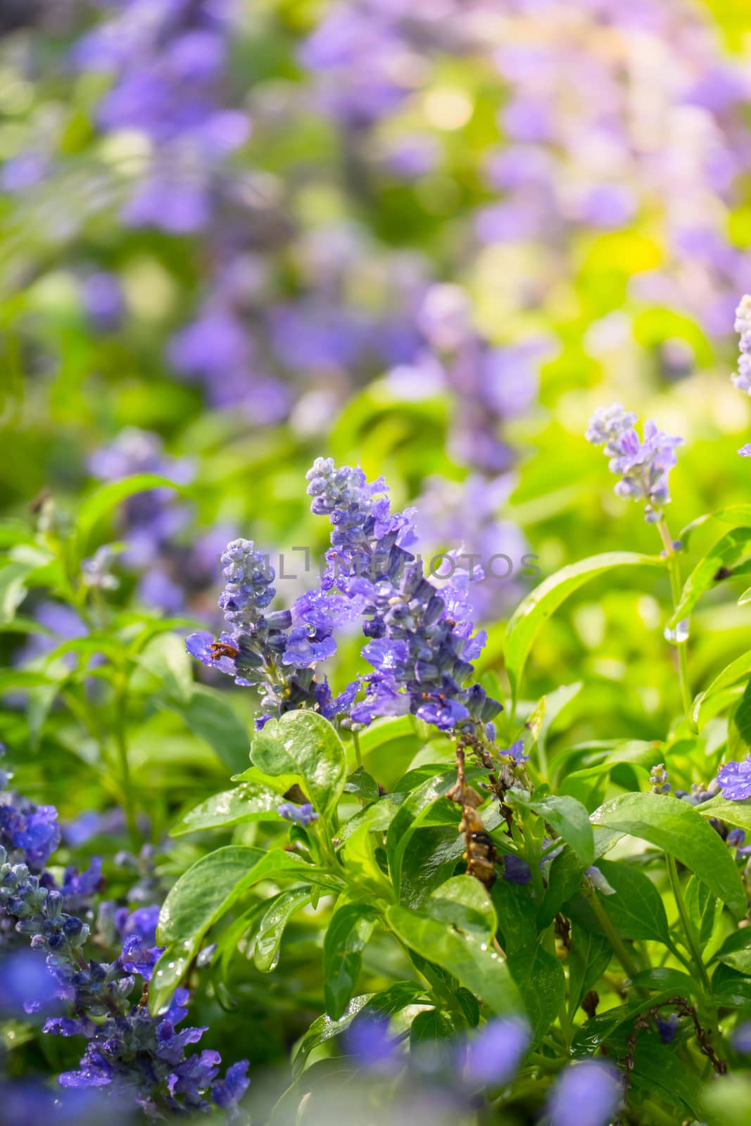 The background image of the colorful flowers by teerawit