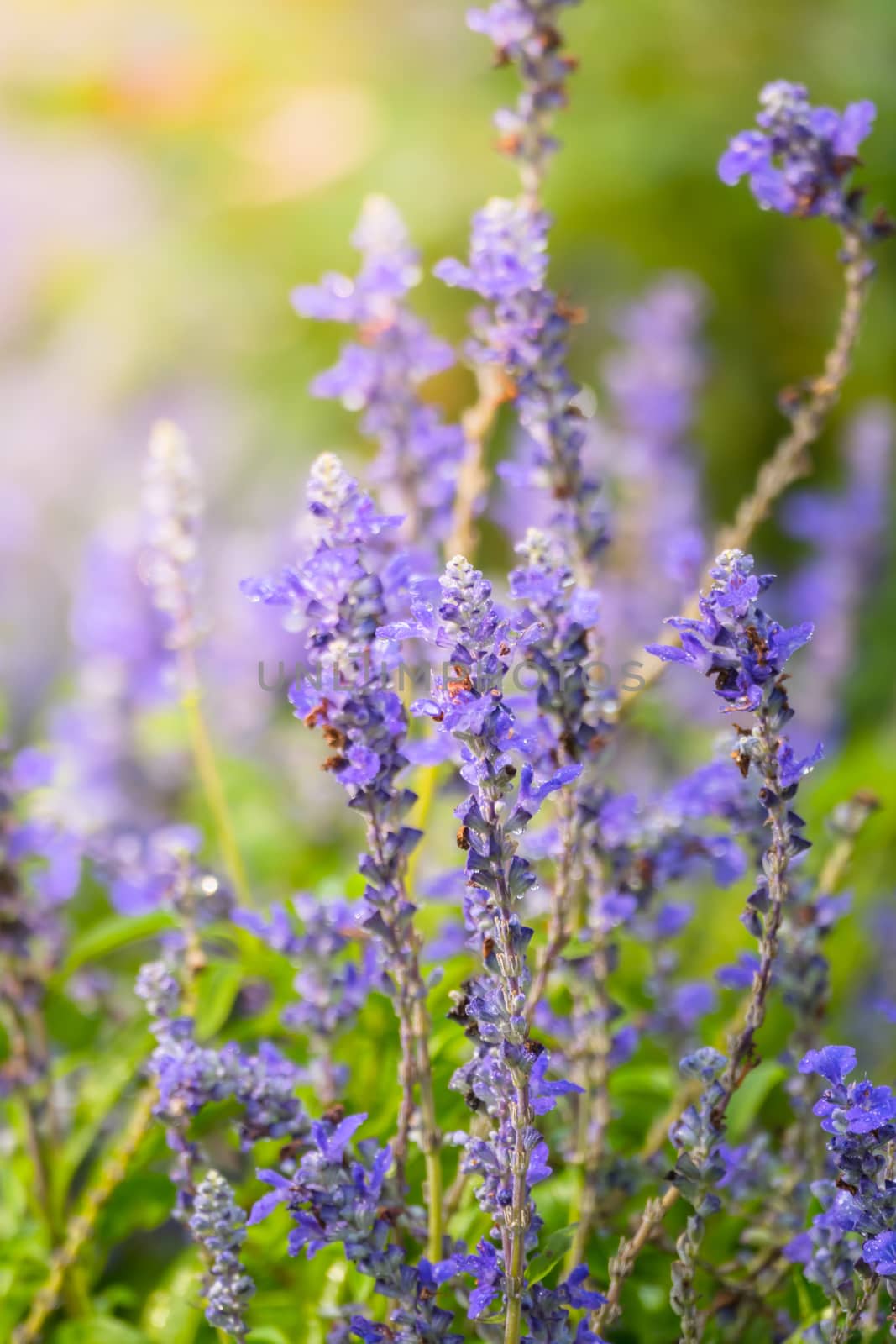 The background image of the colorful flowers, background nature