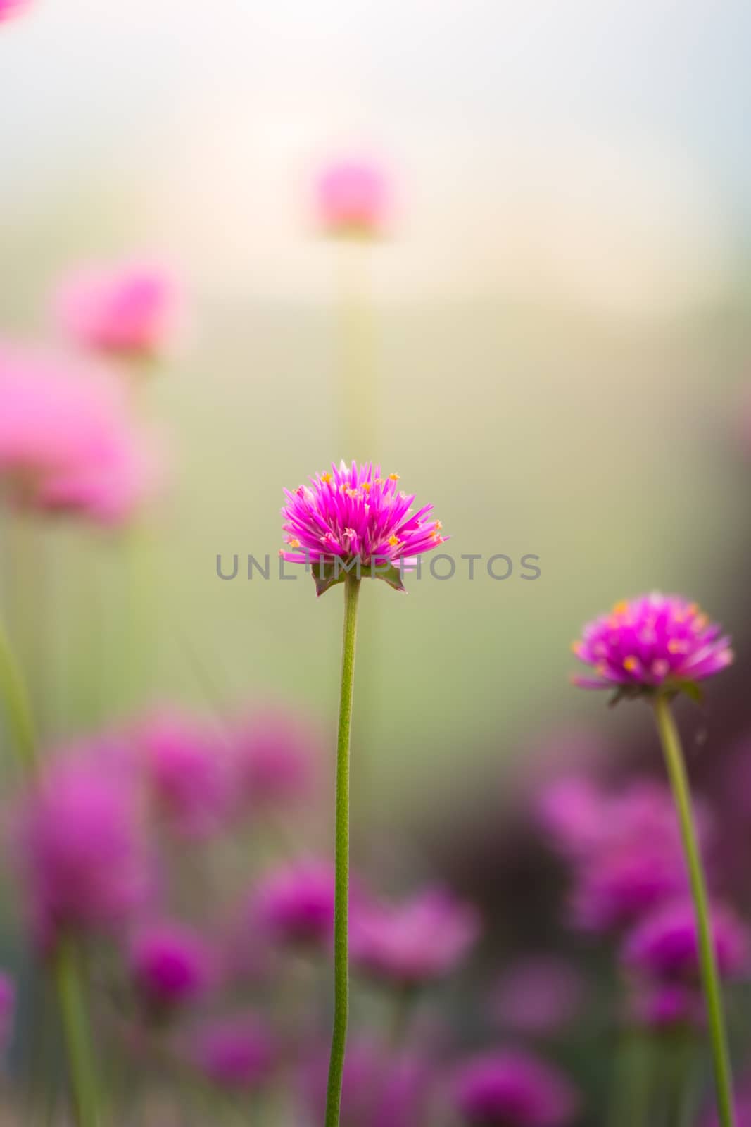 The background image of the colorful flowers by teerawit