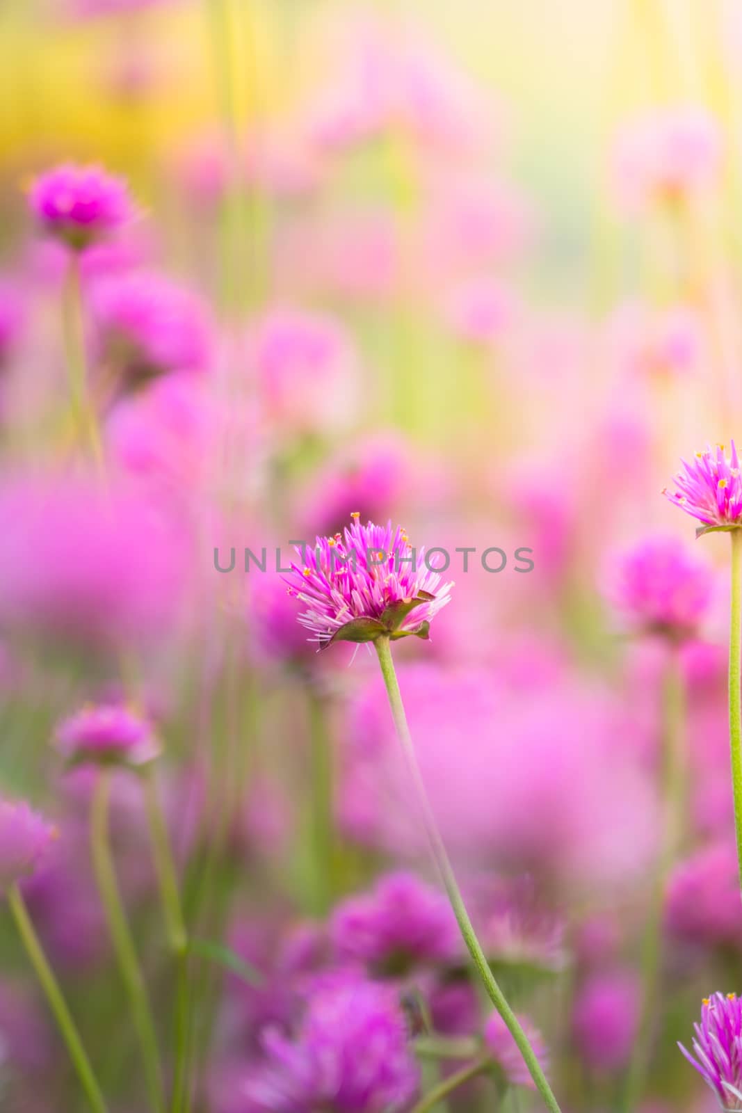 The background image of the colorful flowers by teerawit