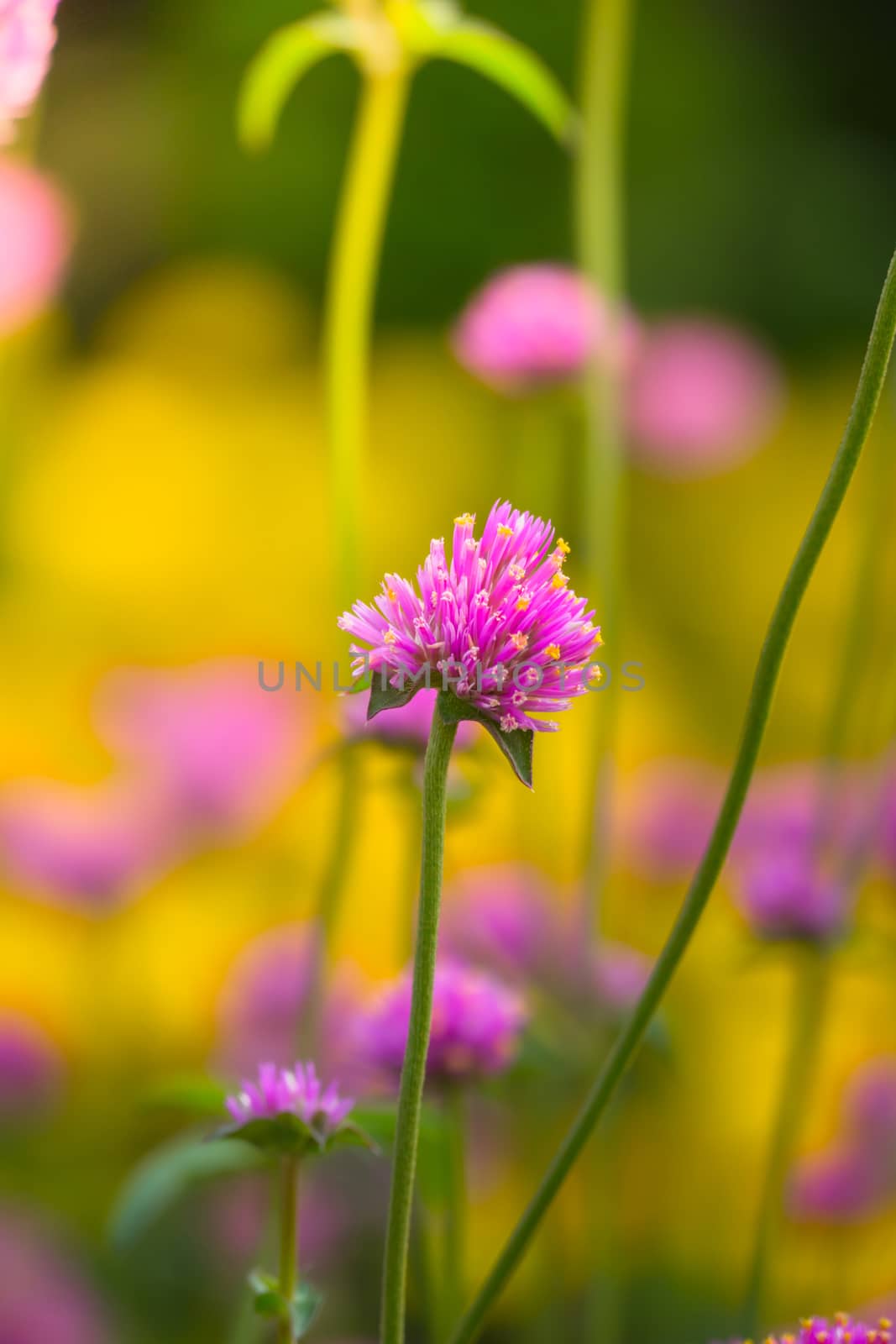 The background image of the colorful flowers by teerawit