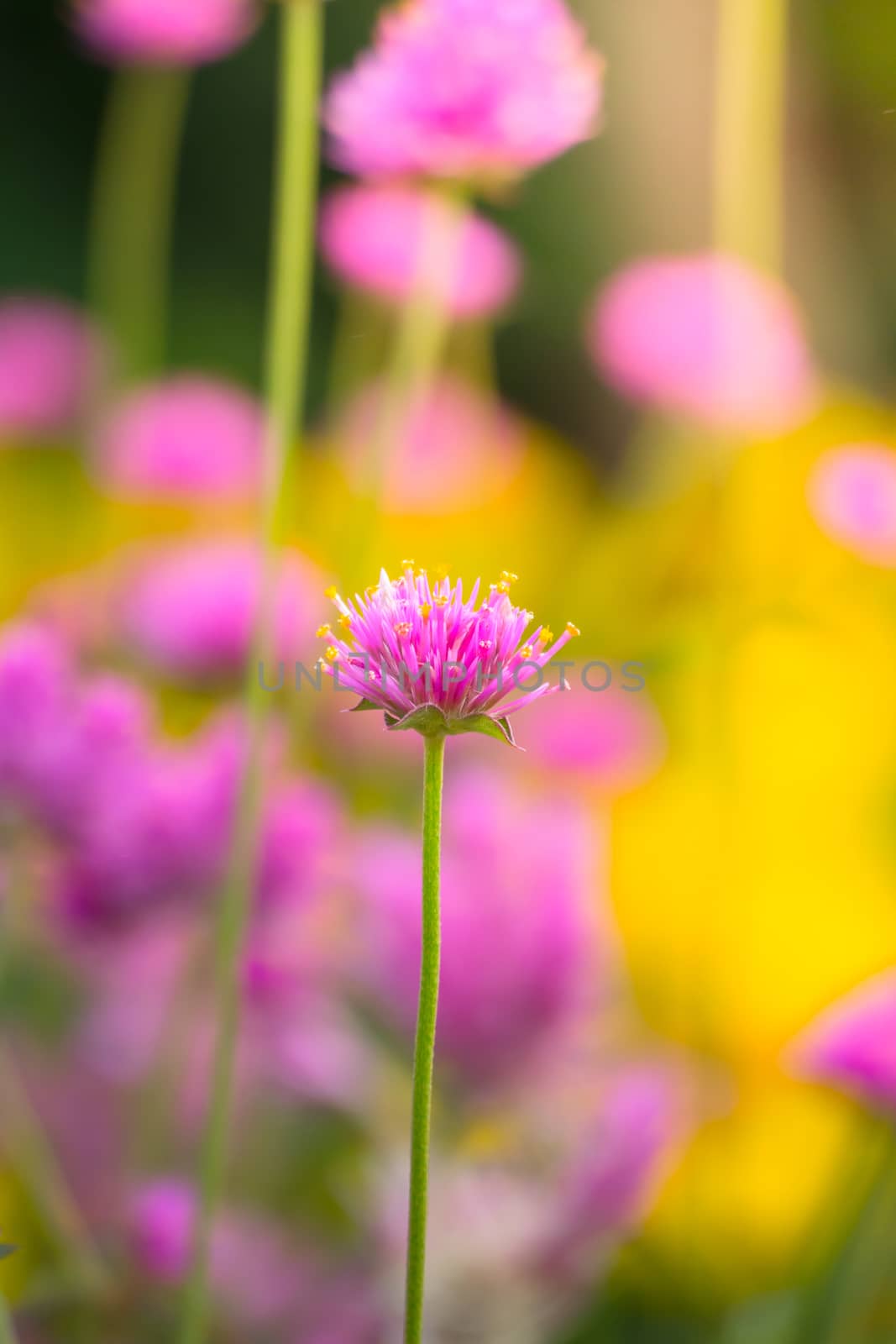 The background image of the colorful flowers by teerawit