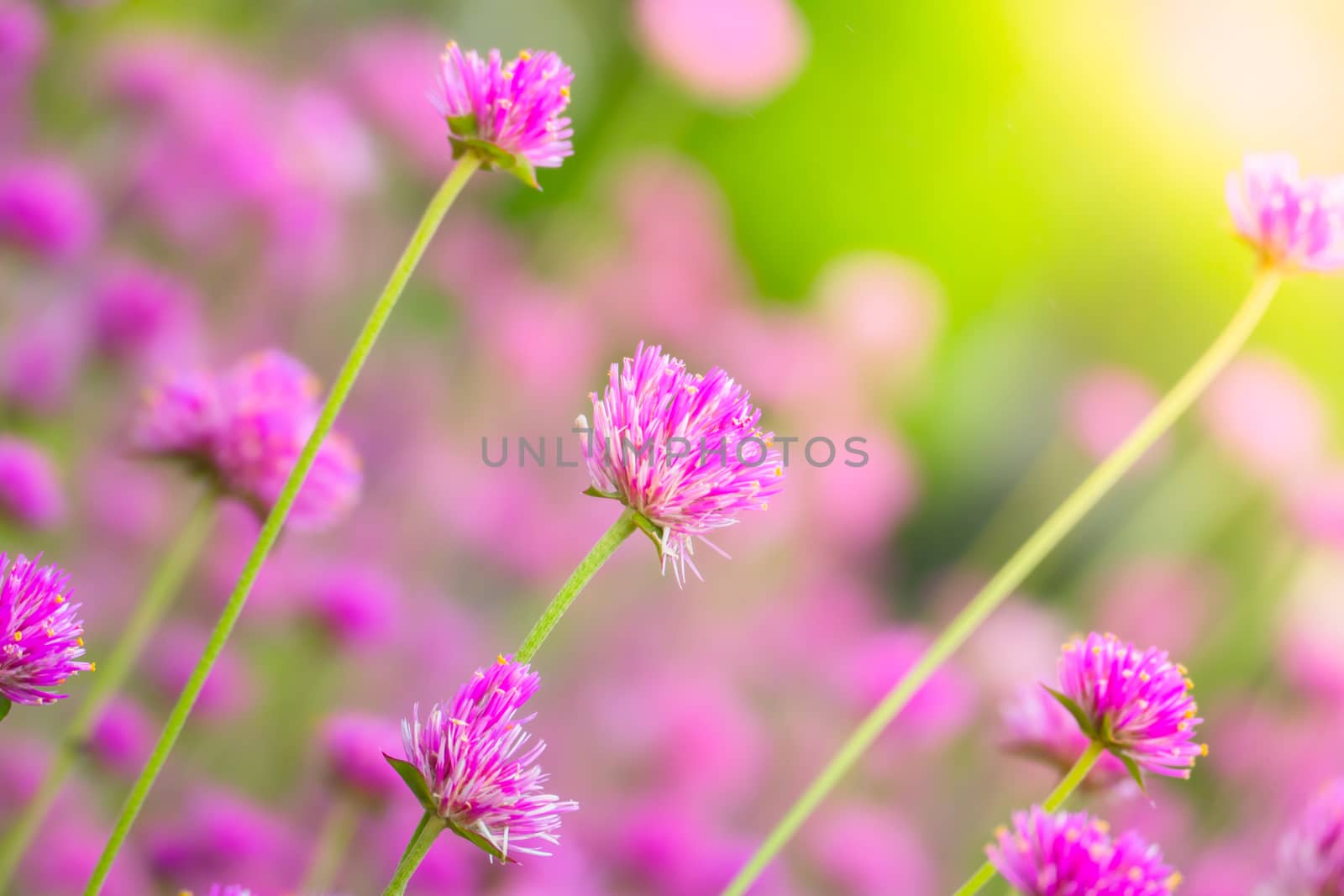 The background image of the colorful flowers, background nature