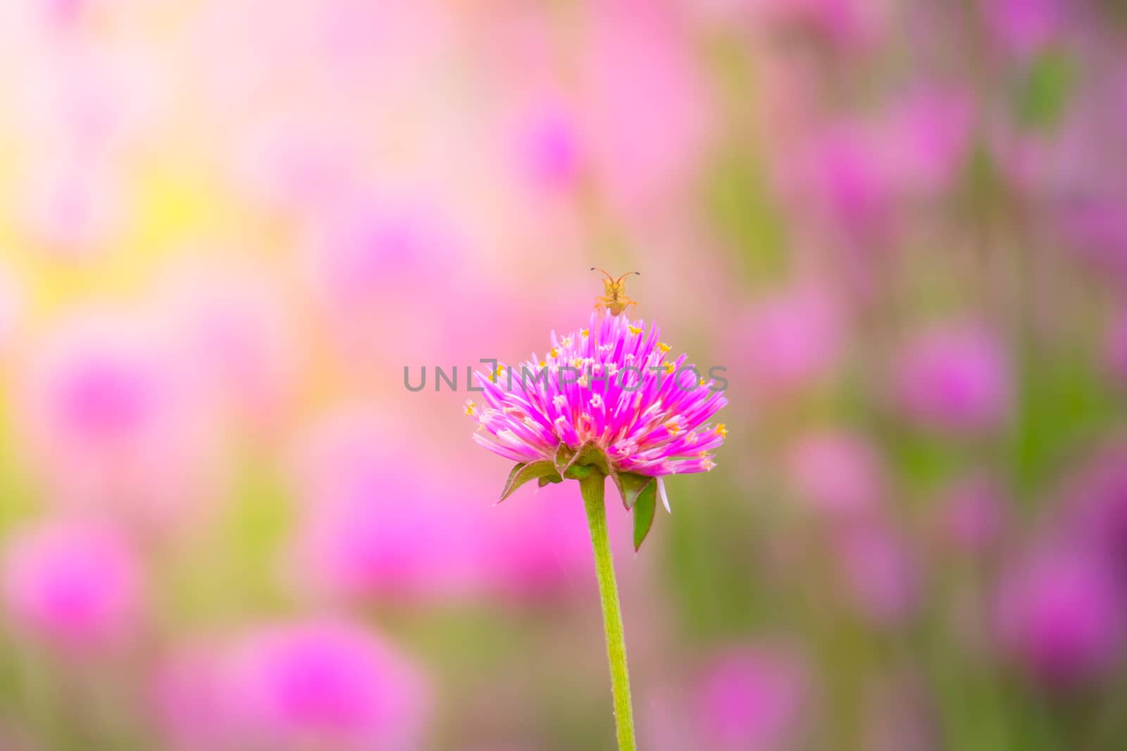 The background image of the colorful flowers, background nature