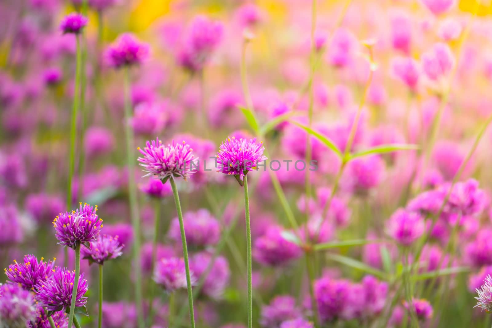 The background image of the colorful flowers, background nature