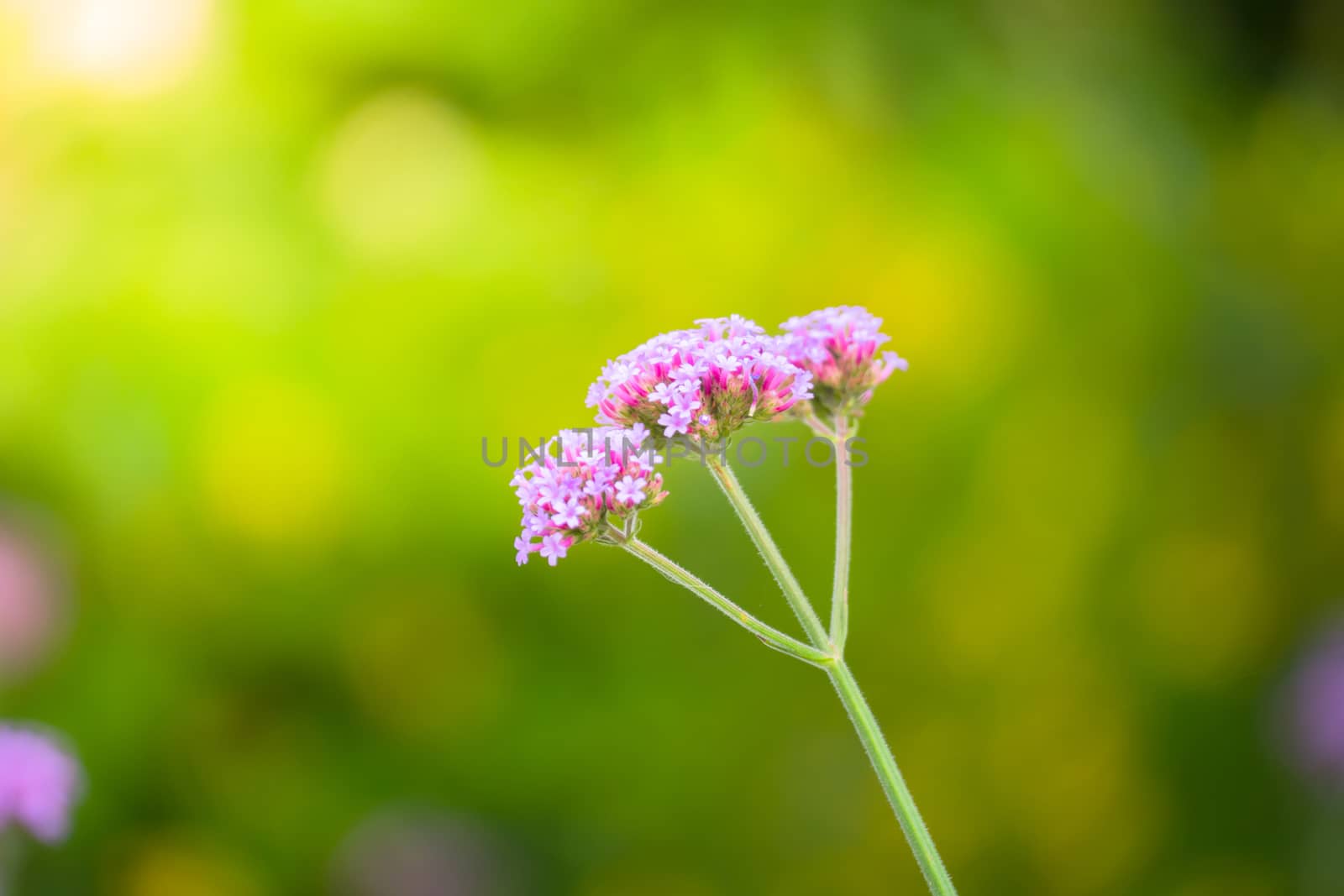 The background image of the colorful flowers, background nature