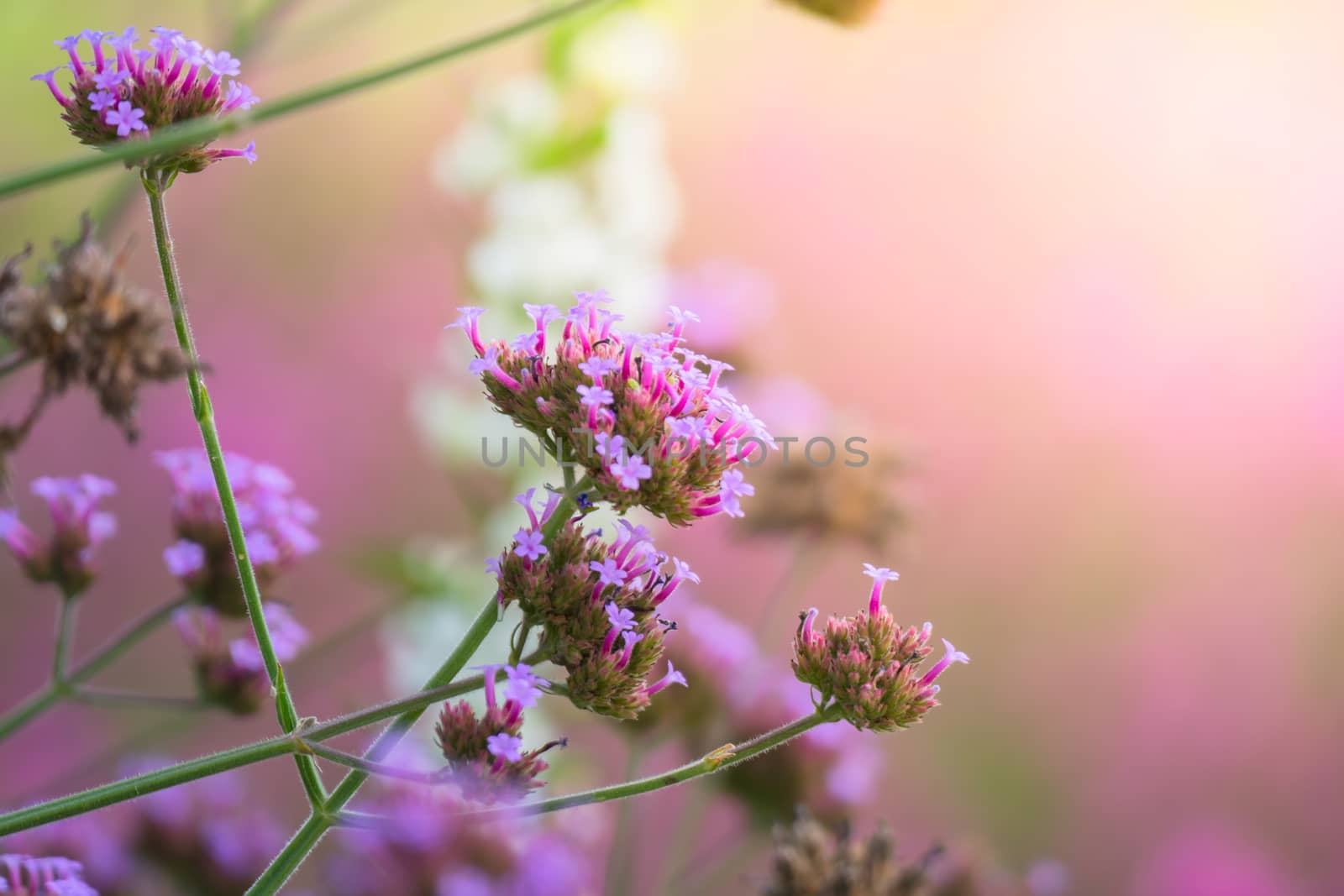 The background image of the colorful flowers, background nature