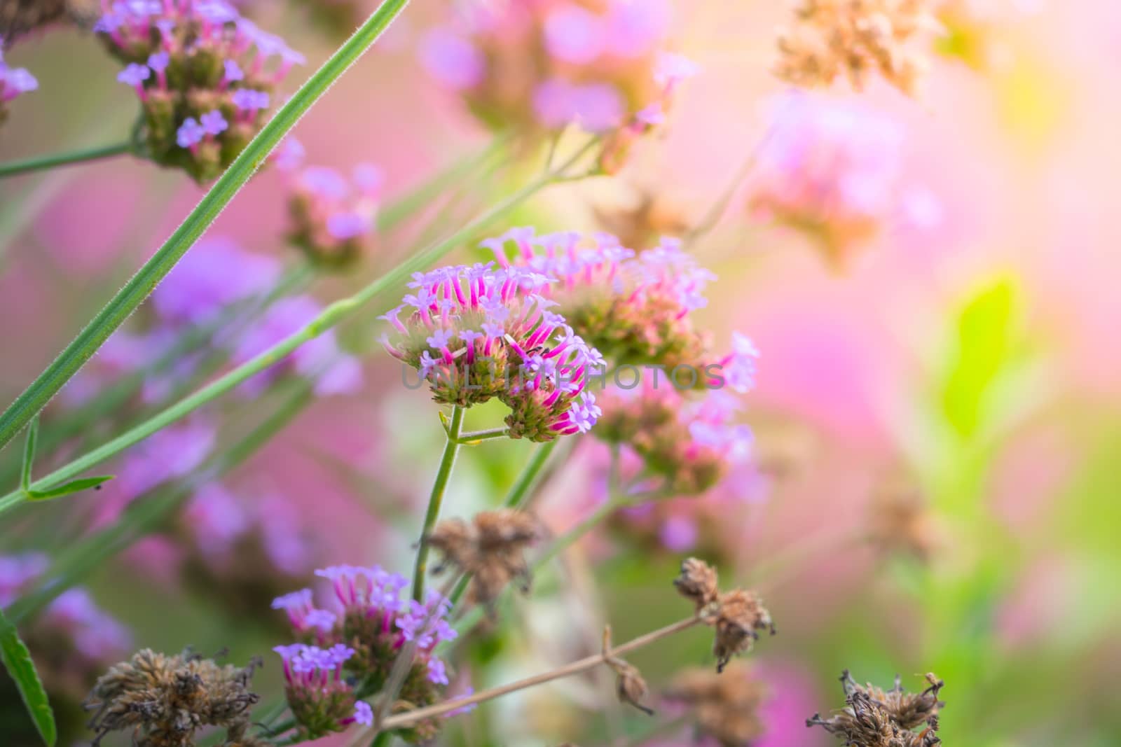 The background image of the colorful flowers, background nature
